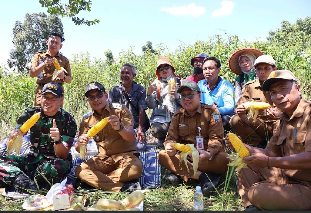 Wakil Bupati Kotabaru Syairi Mukhlis lakukan panen jagung manis di Desa Sebelimbingan. Program ini manfaatkan lahan tidur pemda demi ketahanan pangan nasional.